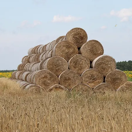 Zum Birkenhof Stechlin